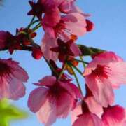 ヒメ日記 2026/03/11 21:12 投稿 かりん いざ候 別館