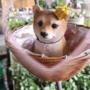 ヒメ日記 2025/11/23 18:04 投稿 翠 東京人妻フォーシーズンズ