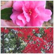 ヒメ日記 2025/11/26 06:04 投稿 翠 東京人妻フォーシーズンズ