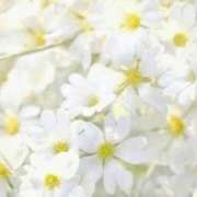 ヒメ日記 2025/12/08 06:14 投稿 翠 東京人妻フォーシーズンズ