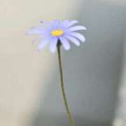 ヒメ日記 2025/12/10 06:34 投稿 翠 東京人妻フォーシーズンズ