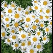 ヒメ日記 2026/01/10 07:44 投稿 翠 東京人妻フォーシーズンズ