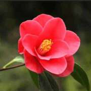 ヒメ日記 2026/01/17 06:54 投稿 翠 東京人妻フォーシーズンズ