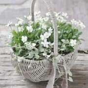 翠 ルン🎶ルン🎶 東京人妻フォーシーズンズ