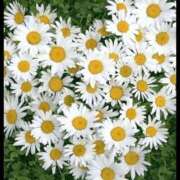 ヒメ日記 2026/01/22 05:24 投稿 翠 東京人妻フォーシーズンズ