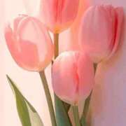 ヒメ日記 2026/01/24 14:54 投稿 翠 東京人妻フォーシーズンズ