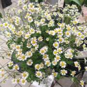 ヒメ日記 2026/01/25 06:44 投稿 翠 東京人妻フォーシーズンズ