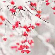 ヒメ日記 2026/01/27 05:34 投稿 翠 東京人妻フォーシーズンズ