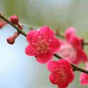 ヒメ日記 2026/02/03 06:14 投稿 翠 東京人妻フォーシーズンズ