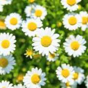 ヒメ日記 2026/02/06 06:44 投稿 翠 東京人妻フォーシーズンズ