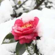 ヒメ日記 2026/02/08 10:24 投稿 翠 東京人妻フォーシーズンズ