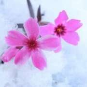 ヒメ日記 2026/02/09 06:04 投稿 翠 東京人妻フォーシーズンズ