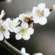 ヒメ日記 2026/02/11 07:24 投稿 翠 東京人妻フォーシーズンズ