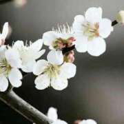 ヒメ日記 2026/02/24 05:34 投稿 翠 東京人妻フォーシーズンズ