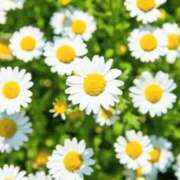 ヒメ日記 2026/02/26 06:14 投稿 翠 東京人妻フォーシーズンズ