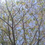 ヒメ日記 2026/04/13 05:44 投稿 翠 東京人妻フォーシーズンズ