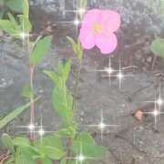 翠 🌸春の草花🌸 東京人妻フォーシーズンズ