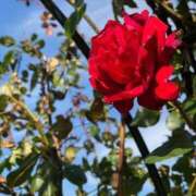 ヒメ日記 2025/10/21 21:18 投稿 ゆい 白いぽっちゃりさん仙台店