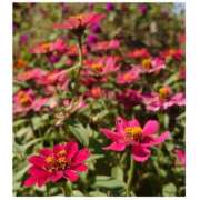 ヒメ日記 2026/04/01 05:08 投稿 さきほ クラブハート