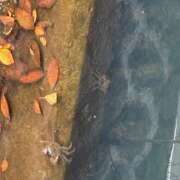 大石　るみ お久しぶりです ミセス・レヴォアール～再会～