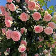 ヒメ日記 2025/11/17 13:09 投稿 あいみ シェリーエンジェル