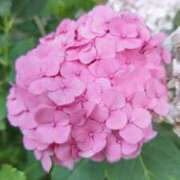 ヒメ日記 2025/09/16 09:45 投稿 もえ 越谷熟女デリヘル マダムエプロン