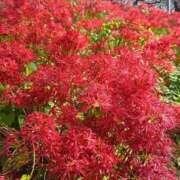 ヒメ日記 2025/10/08 14:08 投稿 もえ 越谷熟女デリヘル マダムエプロン