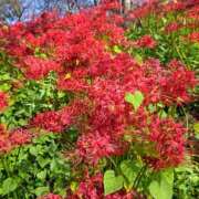 ヒメ日記 2025/10/10 11:42 投稿 もえ 越谷熟女デリヘル マダムエプロン