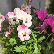 ヒメ日記 2025/10/30 19:15 投稿 もえ 越谷熟女デリヘル マダムエプロン