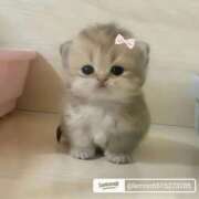 ヒメ日記 2025/10/31 18:18 投稿 もえ 越谷熟女デリヘル マダムエプロン