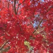 かえで 🍁 三つ乱本館