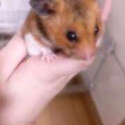 ヒメ日記 2026/02/09 08:39 投稿 あすか あふたーすくーる