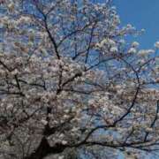 ヒメ日記 2026/04/02 20:27 投稿 阿部 ダイヤモンドクラブ