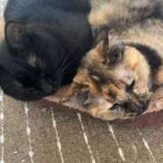 ヒメ日記 2025/09/16 12:23 投稿 ちひろ 山口下関ちゃんこ