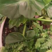 ヒメ日記 2026/01/06 21:51 投稿 かおり 水戸人妻花壇