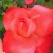 ヒメ日記 2026/01/25 13:25 投稿 かおり 水戸人妻花壇