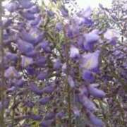 ヒメ日記 2026/02/17 06:13 投稿 かおり 水戸人妻花壇