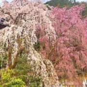 ヒメ日記 2026/03/23 11:41 投稿 かおり 水戸人妻花壇