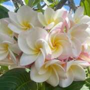 ヒメ日記 2026/04/12 15:03 投稿 かおり 水戸人妻花壇