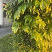 ヒメ日記 2026/04/26 13:13 投稿 かおり 水戸人妻花壇