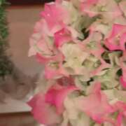 ヒメ日記 2026/04/29 05:52 投稿 かおり 水戸人妻花壇
