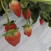 ヒメ日記 2026/01/26 20:55 投稿 みつき☆清楚美女の痴態! ポポロン☆広島