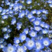 ヒメ日記 2025/10/22 11:44 投稿 しおり 横浜人妻ヒットパレード（シンデレラグループ）