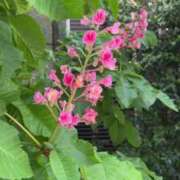 ヒメ日記 2026/04/20 00:52 投稿 ともみ 美熟女倶楽部Hip's 春日部店