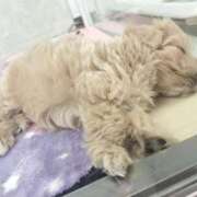 かおり 待機中♡🐈‍⬛or🐕️？ 取手人妻快速