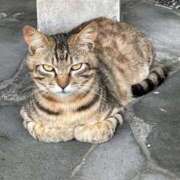 ヒメ日記 2025/10/02 14:07 投稿 山城あんり ハプニング痴漢電車or全裸入室