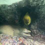 ヒメ日記 2025/10/09 10:17 投稿 山城あんり ハプニング痴漢電車or全裸入室