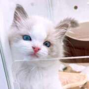 ヒメ日記 2025/10/15 15:59 投稿 みらい VIPクリスタル