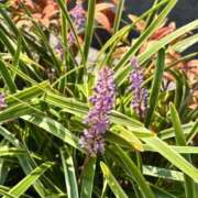 ヒメ日記 2025/09/15 15:00 投稿 しのん わちゃわちゃ密着リアルフルーちゅ西船橋