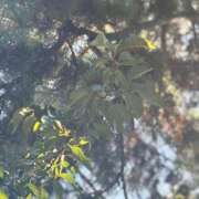 ヒメ日記 2025/09/16 12:50 投稿 しのん わちゃわちゃ密着リアルフルーちゅ西船橋